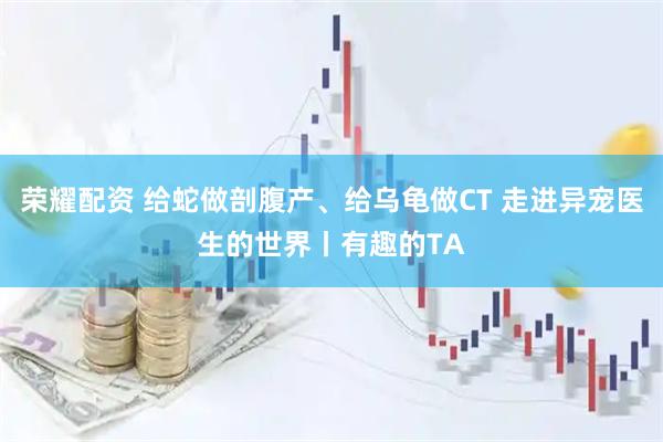 荣耀配资 给蛇做剖腹产、给乌龟做CT 走进异宠医生的世界丨有趣的TA