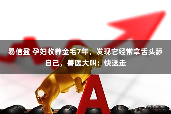 易信盈 孕妇收养金毛7年，发现它经常拿舌头舔自己，兽医大叫：快送走
