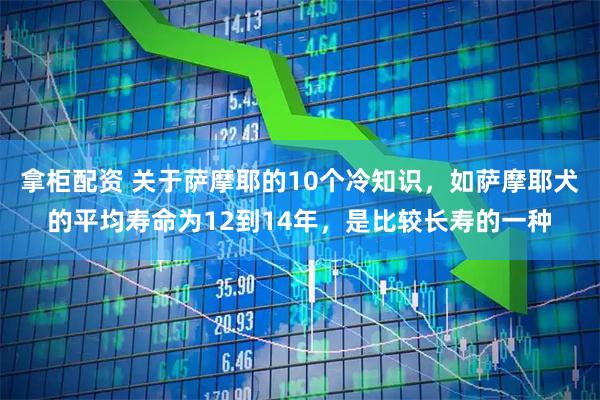 拿柜配资 关于萨摩耶的10个冷知识，如萨摩耶犬的平均寿命为12到14年，是比较长寿的一种